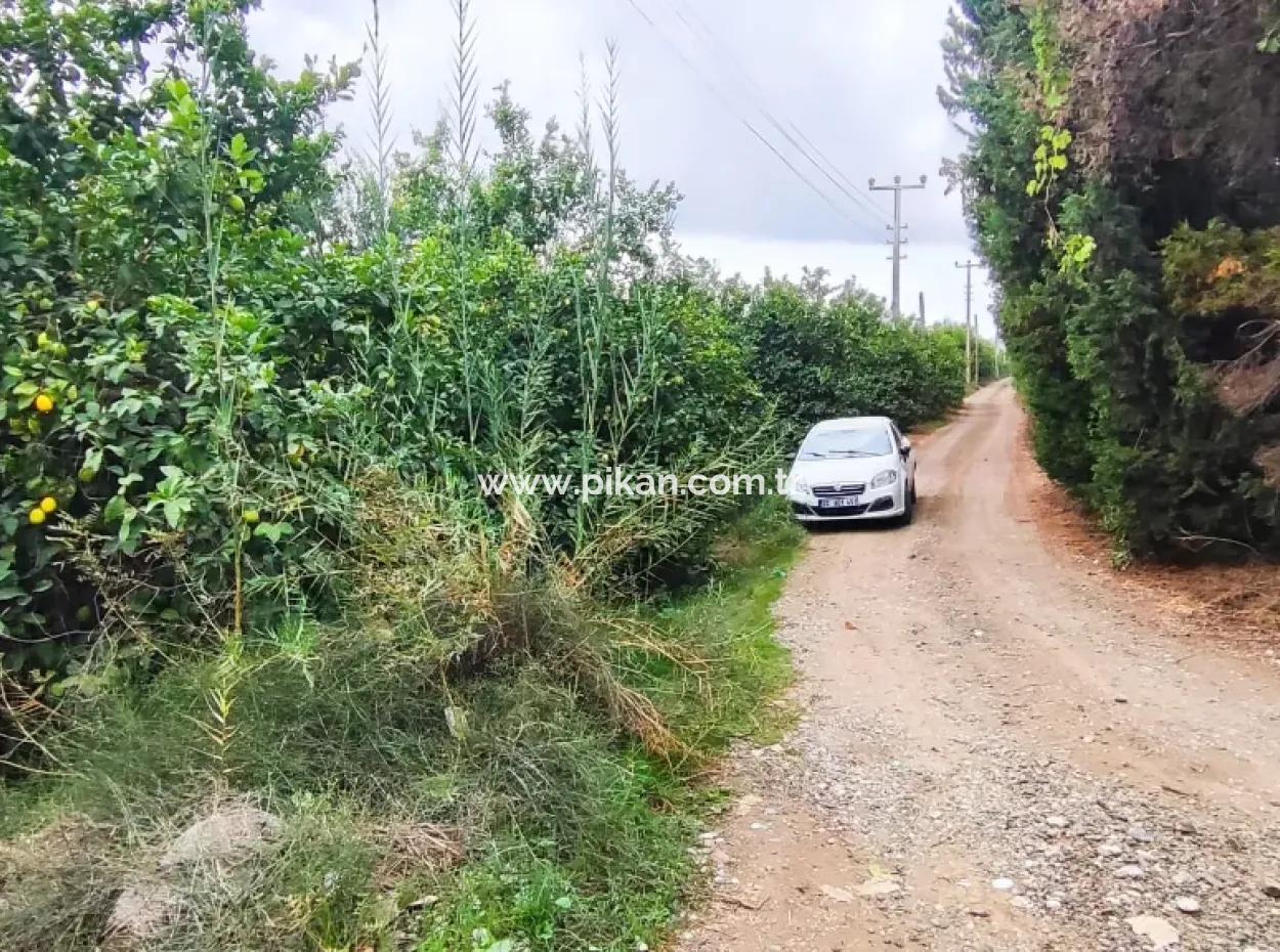 Muğla Ortaca Fevziye 3 Km Vom Meer Entfernt 6 200M2 Feld Zum Verkauf