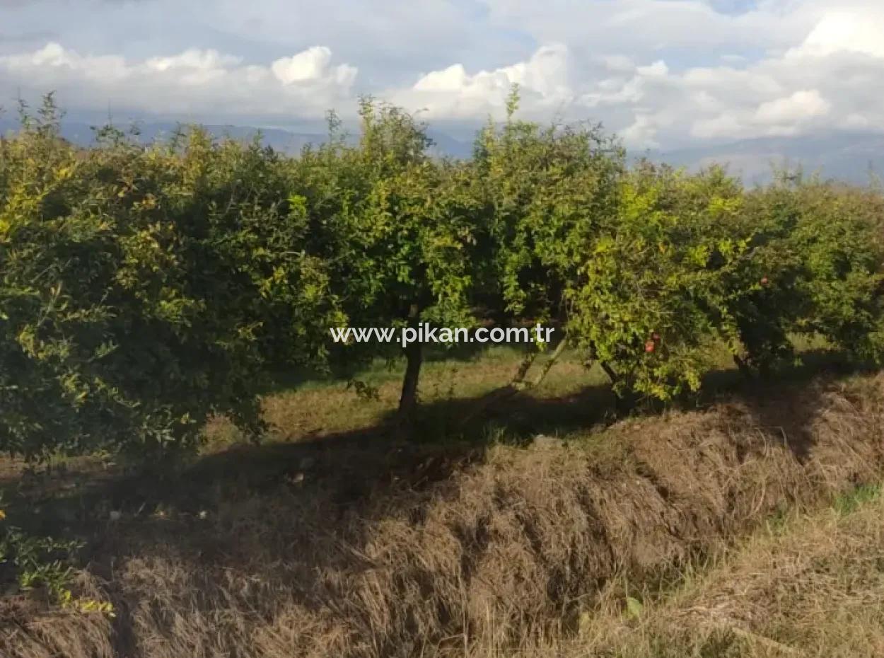 7833 M2 Freistehendes Feld Zum Verkauf In Muğla Ortaca Eskiköy