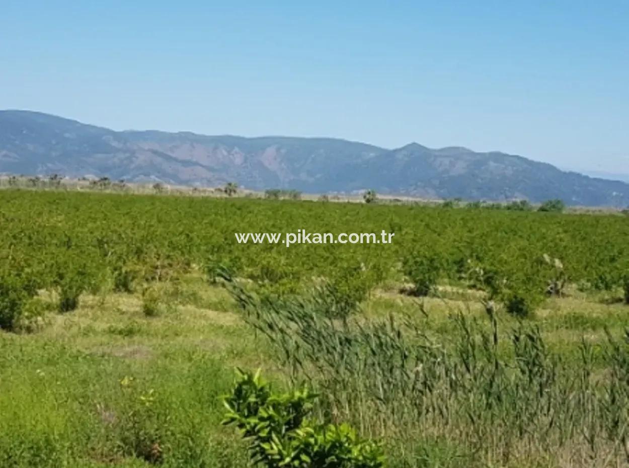 Garten Der Granatäpfel Zum Verkauf In Dalyan