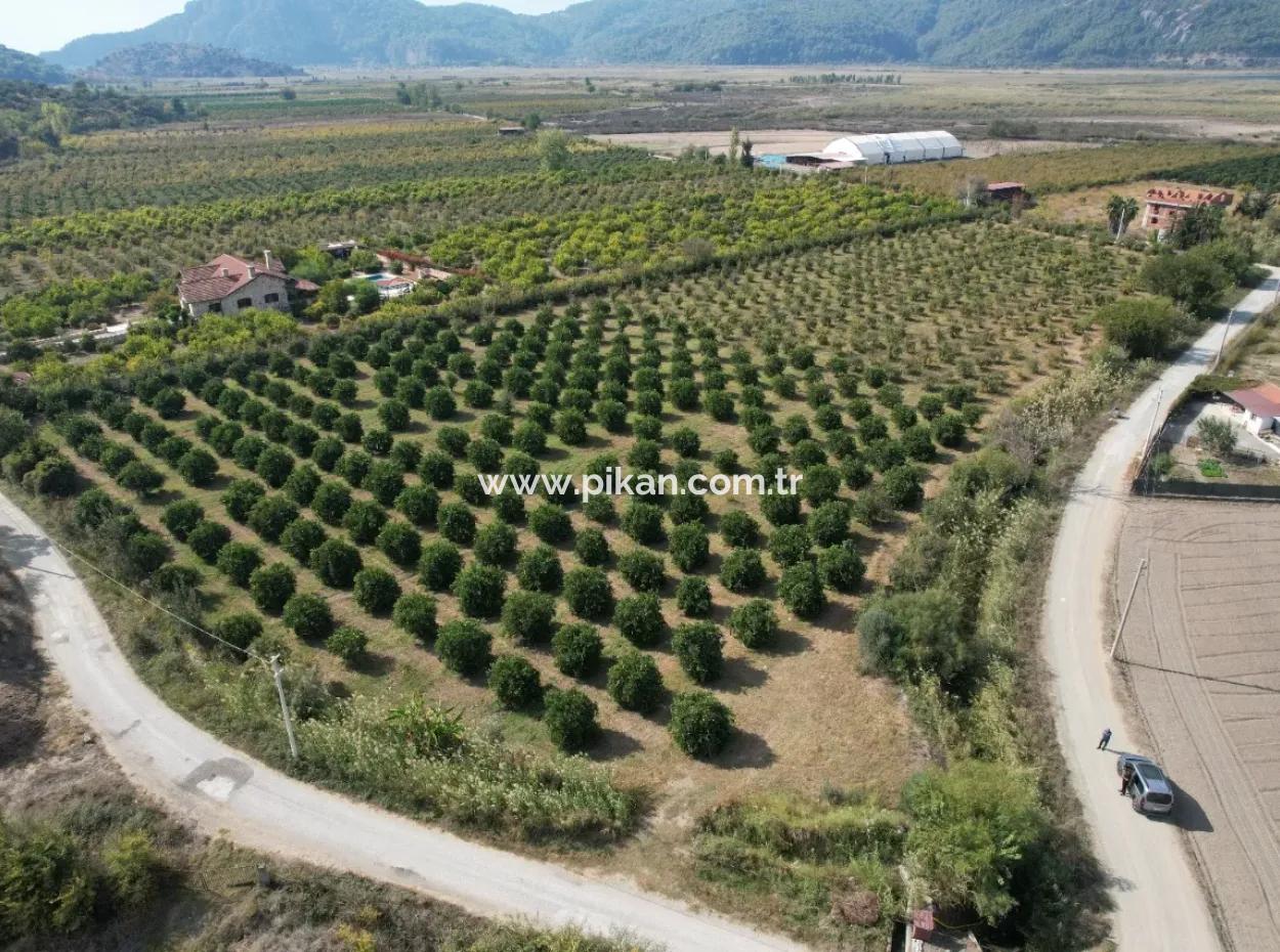 17.000 M2 Freistehender Granatapfelgarten Zum Verkauf In Ortaca Eskiköy