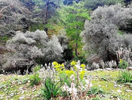 Dalyan Gökbel 13.100 M2 Acker Zum Verkauf In Der Natur