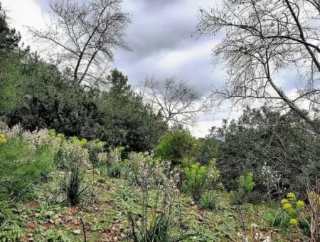 Dalyan Gökbel 13.100 M2 Acker Zum Verkauf In Der Natur