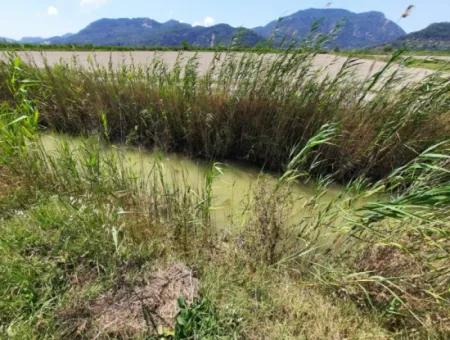 Fruchtbares Land Zu Vermieten In Ortaca Güzelyurt