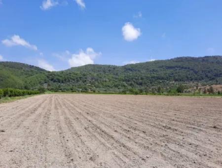 Fruchtbares Land Zu Vermieten In Ortaca Güzelyurt