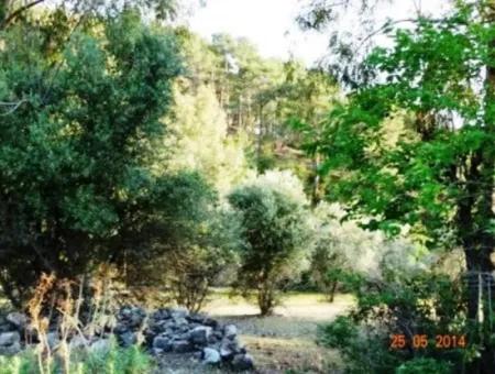 600 M2 Garten Mit Meerblick Zum Verkauf In Mugla Fethiye Eldirek