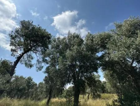 5 800 M2 Günstiger Olivenhain Mit Meerblick Zum Verkauf In Muğla Ortaca Fevziye