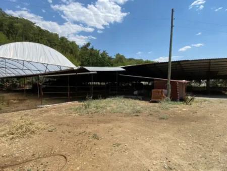 Ortaca Gölbaşı Bauernhof Und Einfamilienhaus Zu Vermieten.