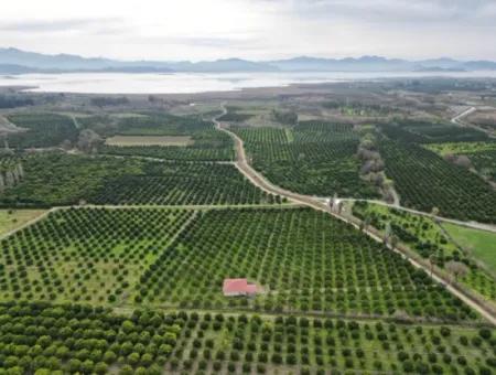 3 1 Dorfhaus Zum Verkauf In 17.000 M2 Orange Garden In Köyceğiz Toparlar