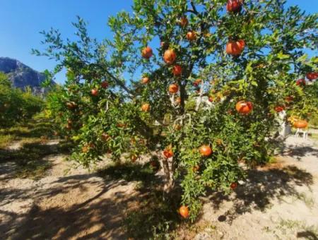 Muğla Dalyanda Gut Gepflegtes 35 000 M2 Land Zum Verkauf