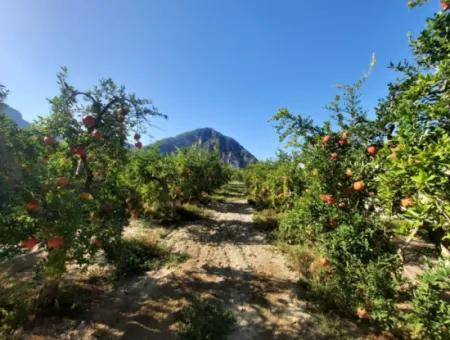 Muğla Dalyanda Gut Gepflegtes 35 000 M2 Land Zum Verkauf