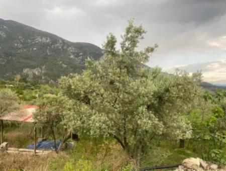 2442M2 Freistehender Olivenhain Zum Verkauf In Seydikemer Söğütlüdere, Muğla