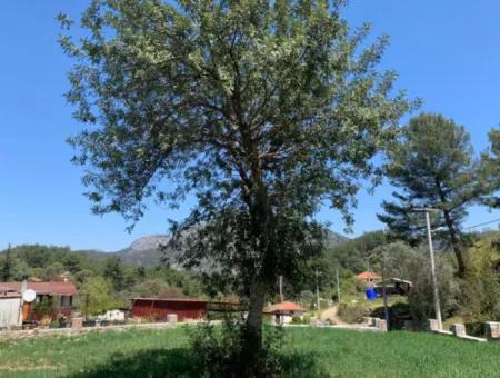 Dalyan Gökbelde 678 M2 Aktie Zum Verkauf