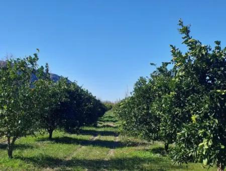 500 M2 Grundstück Zum Verkauf In Dalyan Okçular