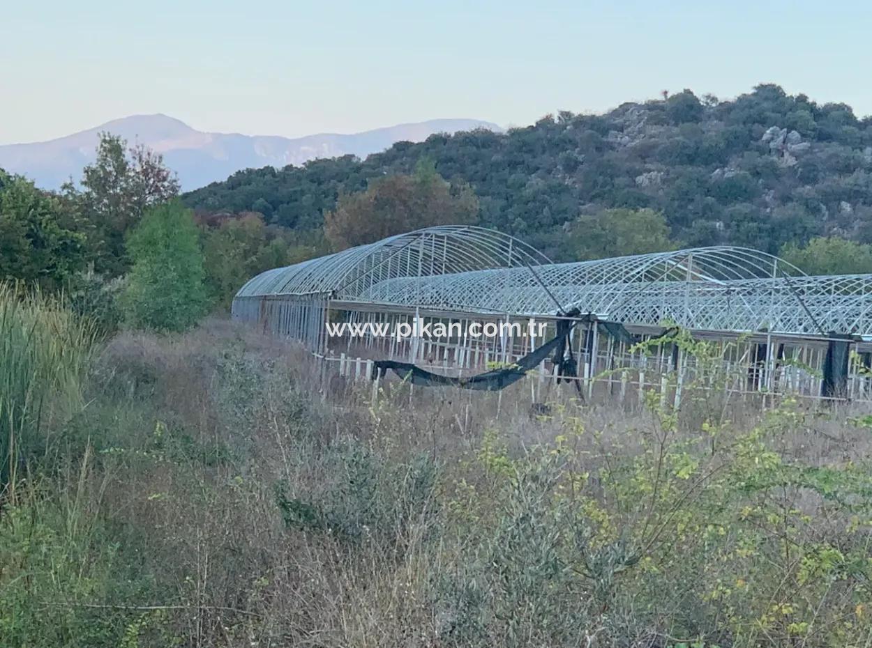 26.200 M2 Detached Field And 3.000 M2 200 Avocados For Sale In Ortaca Güzelyurt