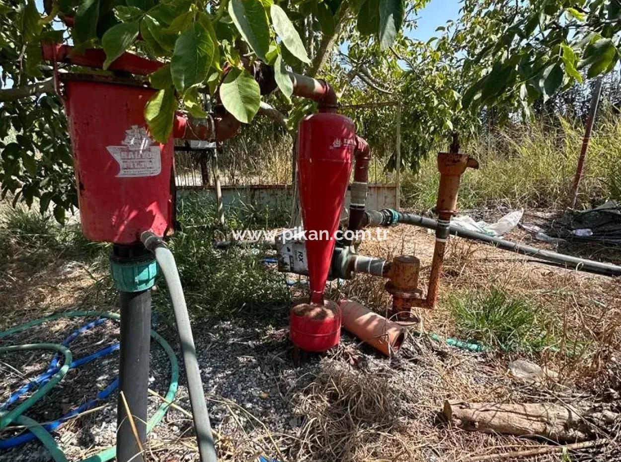 15 000 M2 Lemon Orchard For Sale In Eskiköy, Dalyan