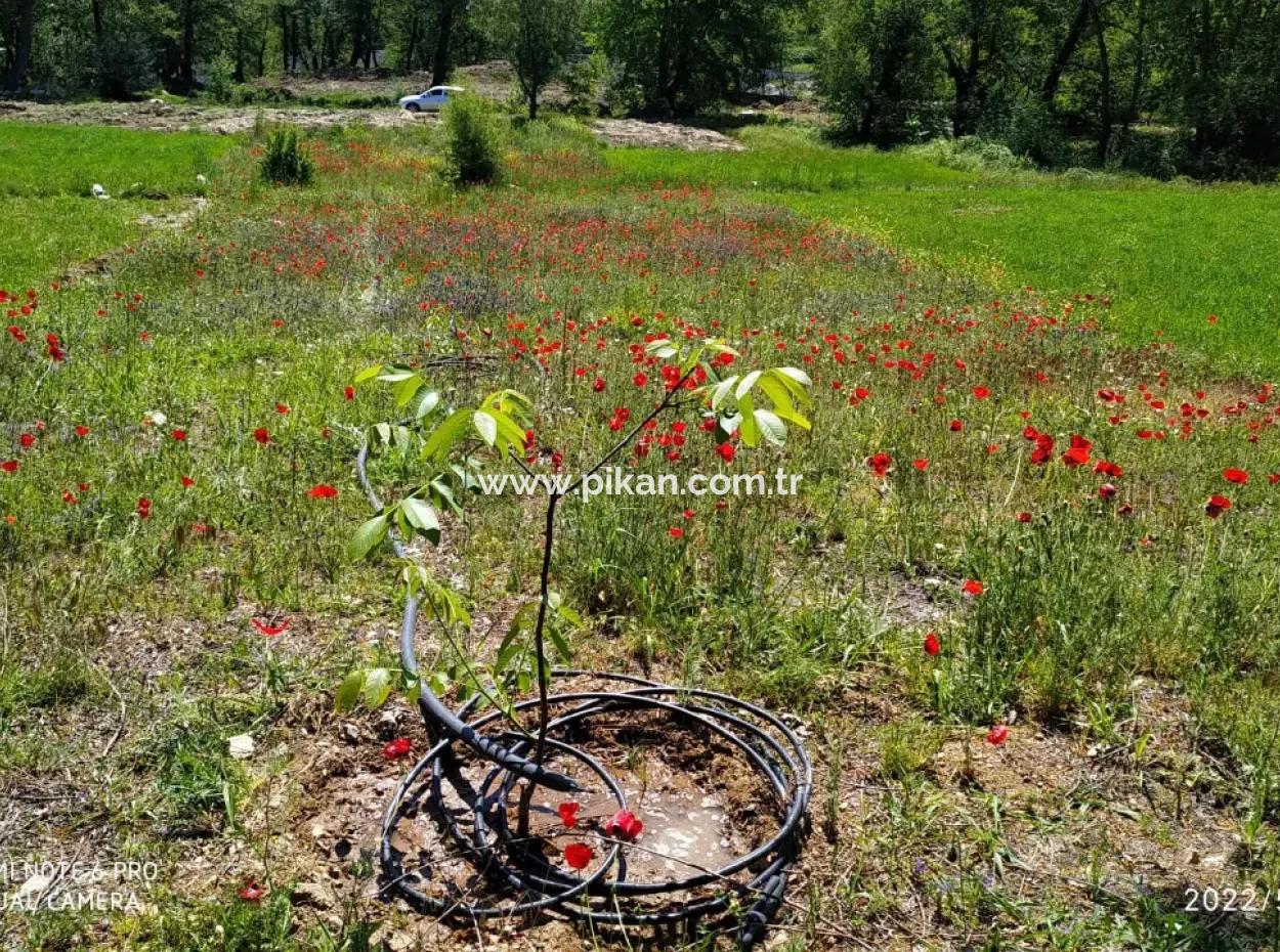 Çameli Kirazlıyaylada 1450 M2 Fertile Detached Land For Sale