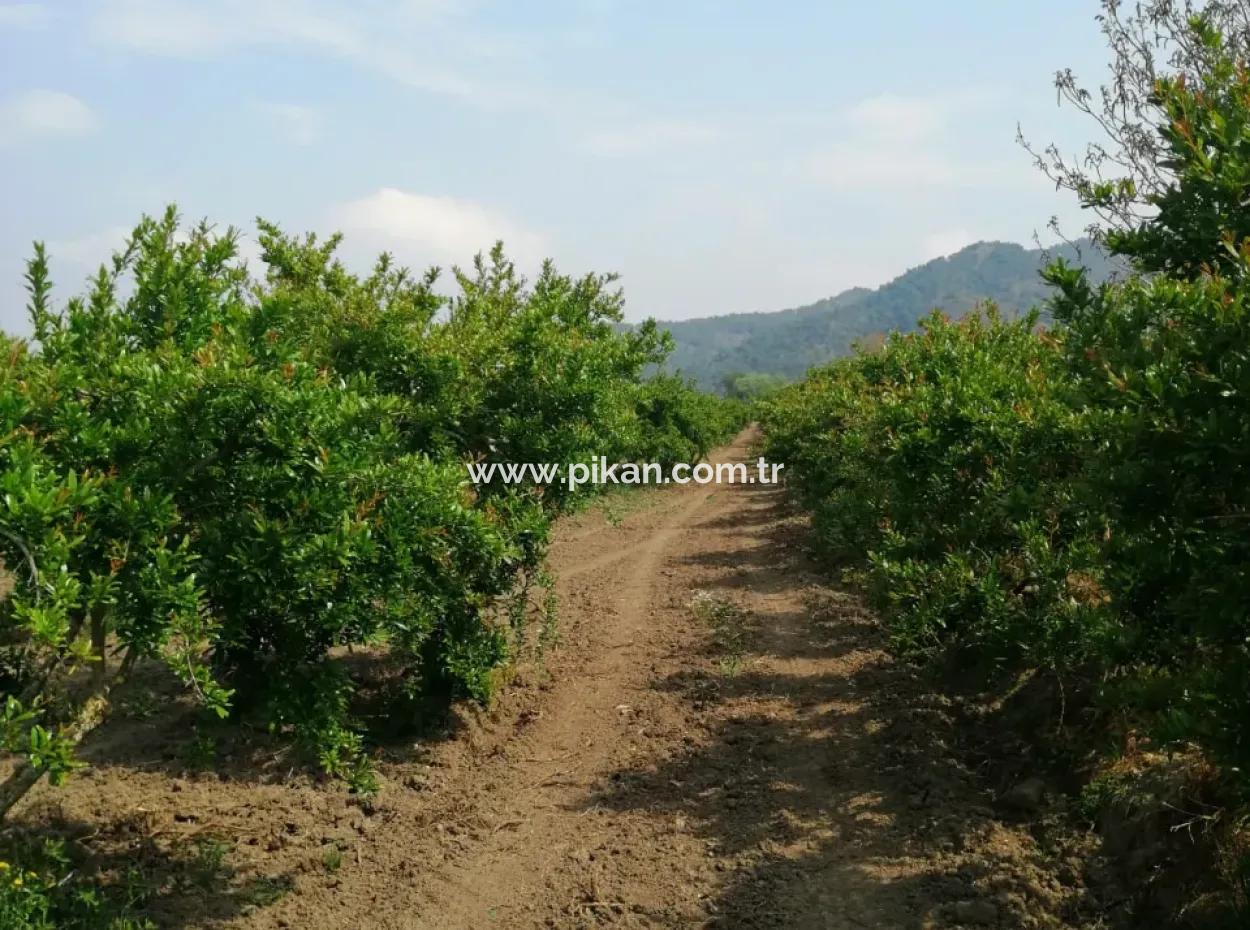 42 Acres Of Pomegranate Field For Sale In Ortaca Eskiköy