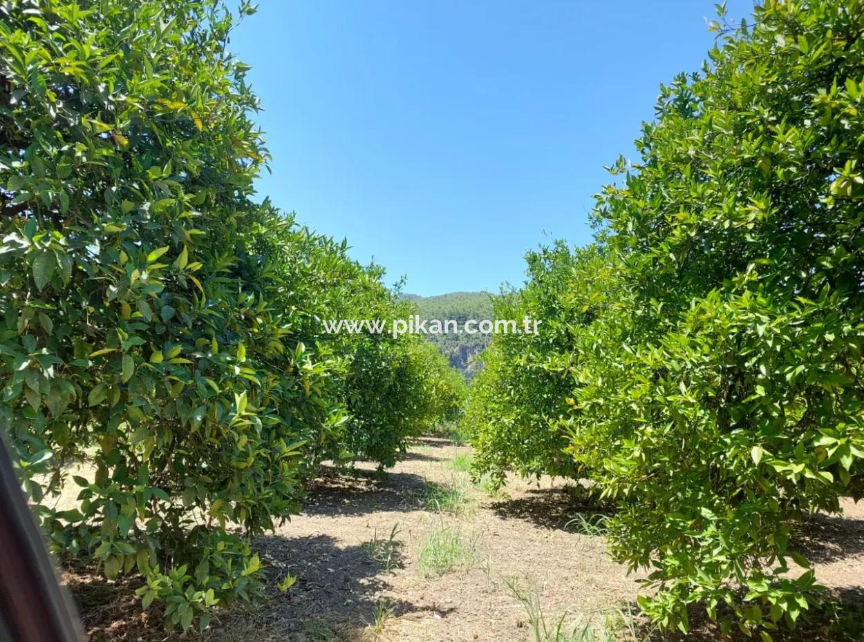 Muğla, Ortaca, Okçular Da, 1015, 69 M2, Detached Land Land Is For Sale.