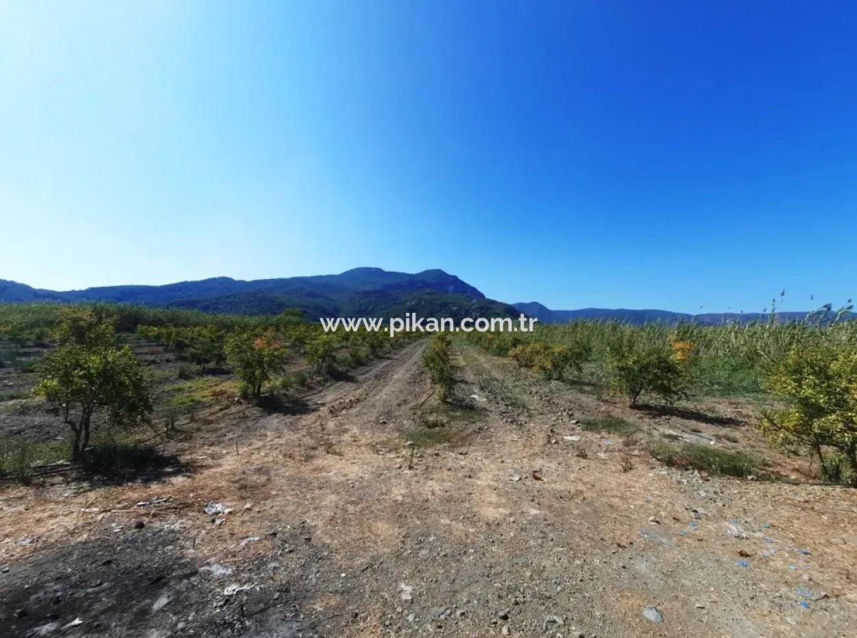 26.200 M2 Village Pasture Zero Bargain Land For Sale In Dalyan