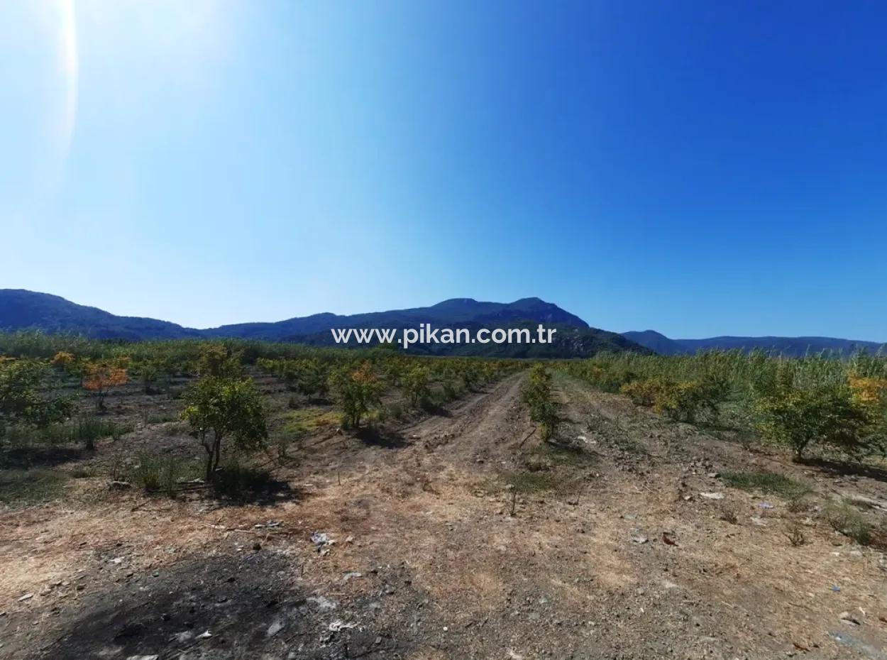 26.200 M2 Village Pasture Zero Bargain Land For Sale In Dalyan