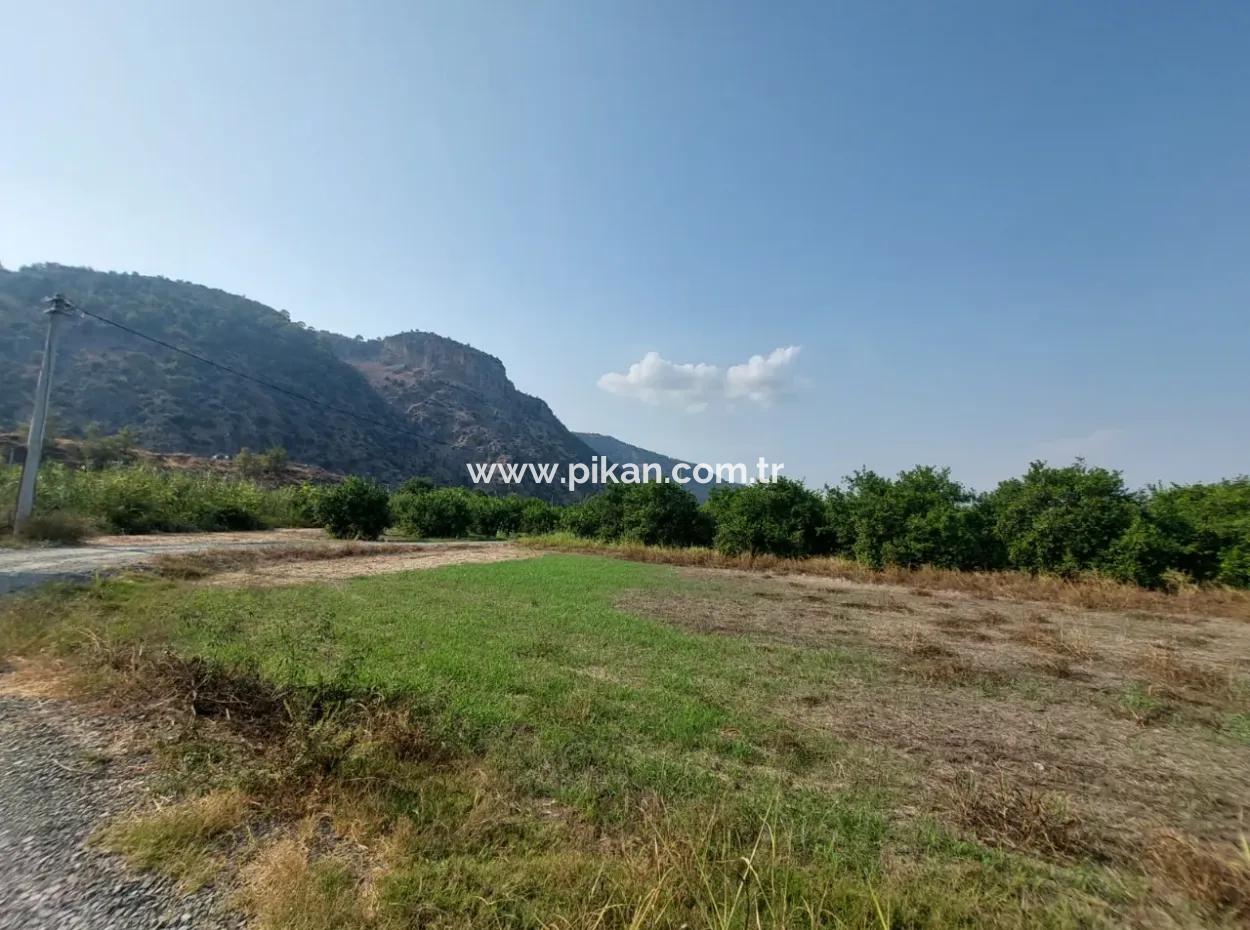 4500 M2 Well-Kept Lemon Garden For Sale In Ortaca Karadonlar