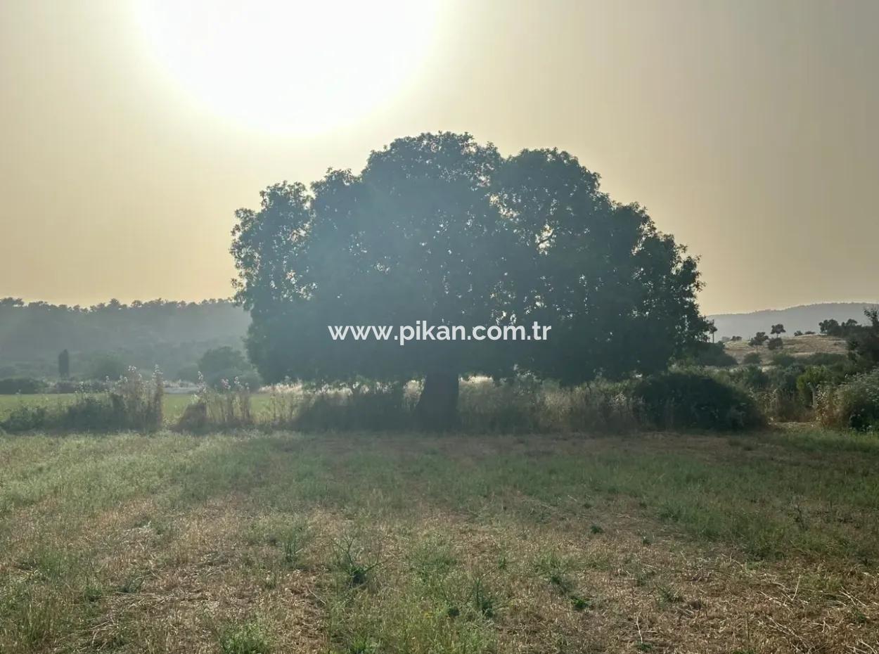 8 000 M2 Detached Bargain Land For Sale Or Exchange In Milas Kazıklı