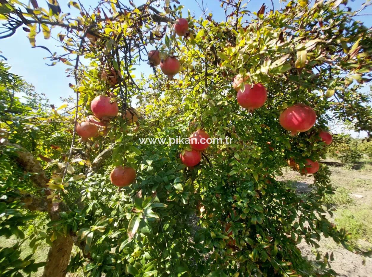 Muğla Dalyanda 5700 M2 Well-Kept Bargain Pomegranate Garden For Sale