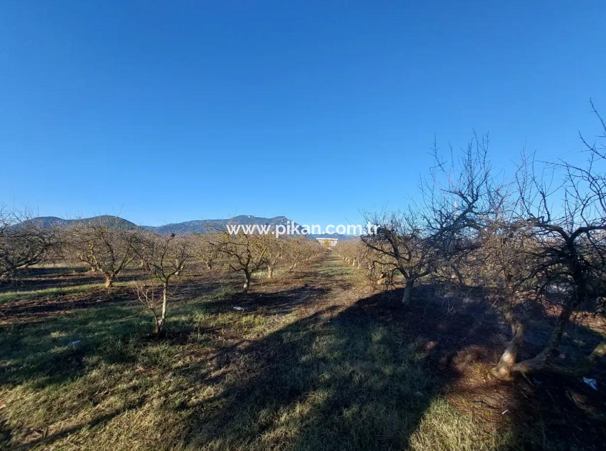 9.000 M2 Pomegranate Garden For Sale In Muğla Ortaca Eskiköy