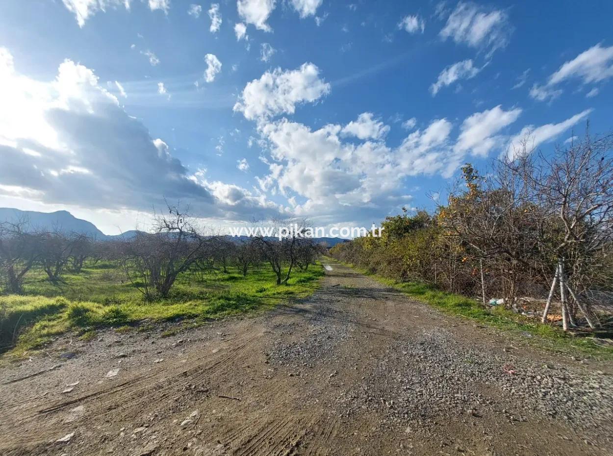 24.800 M2 Investment And Pomegranate Garden Suitable For Agricultural Loan For Sale In Ortaca Tepearası