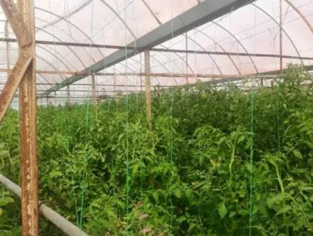 4,000 M2 Tunnel Greenhouse For Sale In Ortaca Dalaklı  