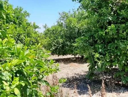 Lemon Garden For Sale In Yesilyurt Ta Oriya Opportunity