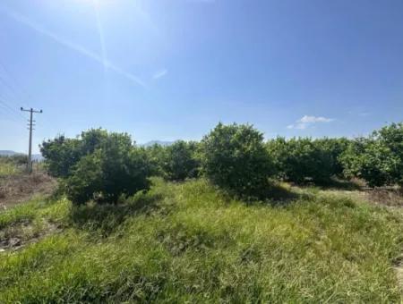 15 000 M2 Lemon Orchard For Sale In Eskiköy, Dalyan