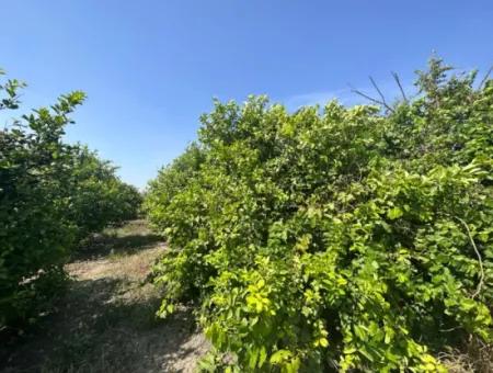 15 000 M2 Lemon Orchard For Sale In Eskiköy, Dalyan