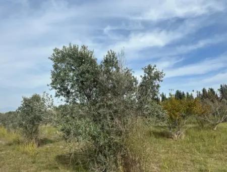 1644 M2, 250 M2 Construction Permit Land For Sale In Ortaca Fevziye