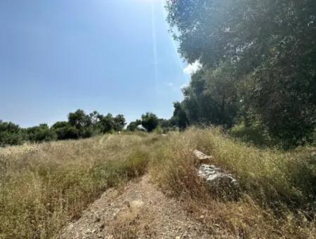 5 800 M2 Bargain Olive Grove With Sea View For Sale In Muğla Ortaca Fevziye