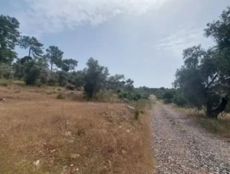 Dalaman 1 900 M2 Detached Olive Grove For Sale In Şerefler