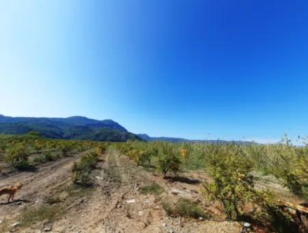 26.200 M2 Village Pasture Zero Bargain Land For Sale In Dalyan