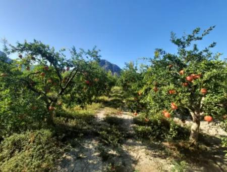 Muğla Dalyanda Well Maintained 35 000 M2 Land For Sale