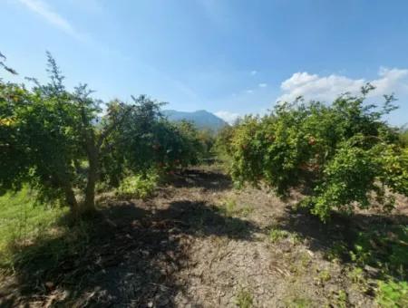 Muğla Dalyanda 5700 M2 Well-Kept Bargain Pomegranate Garden For Sale