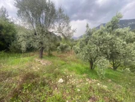 2442M2 Detached Olive Orchard For Sale In Seydikemer Söğütlüdere, Muğla