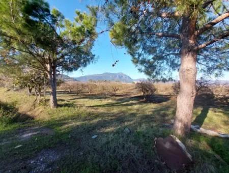 9.000 M2 Pomegranate Garden For Sale In Muğla Ortaca Eskiköy