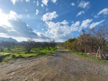 24.800 M2 Investment And Pomegranate Garden Suitable For Agricultural Loan For Sale In Ortaca Tepearası