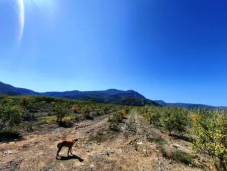 Dalyanda 26.200 M2 Köy Merasına Sıfır Kelepir Arazi Satılık