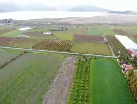 Muğla Dalyanda Göle Yakın Satılık 4100M2 Tarla